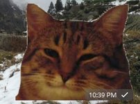 кот.jpg