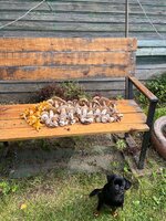 IMG_3159.jpeg