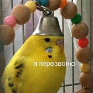 Akella