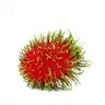 Rambutan